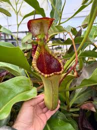 Image result for Nesaea heptamera