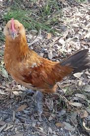 So what most backyard chicken owners do is provide a confined coop for them or a chicken run. i have cats and dogs, and chickens in the backyard absolutely take care of the insects that will go. Mille Fleur D Uccle Rooster Rehome Near Austin Tx Backyard Chickens Learn How To Raise Chickens