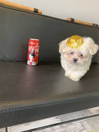 Tea Cup Kore Kani Maltese Terrier Yavrularimiz 244092 Bikopek Com