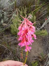 Image result for Disa aconitoides