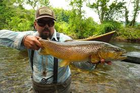 classic fish facts brown trout salmo trutta orvis news