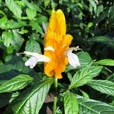 Image result for Pachystachys