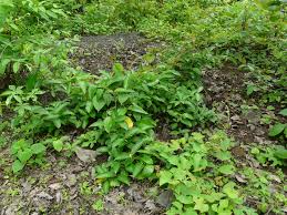 Image result for Cryptolepis apiculata