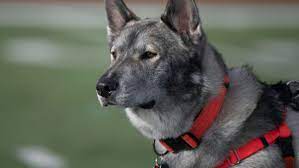It is a small institution with an enrollment of 3,134 undergraduate students. After Death Of Tundra Meet Csu Pueblo Thunderwolf Mascot In Training
