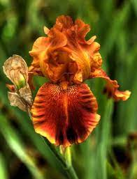 Iris Iris Flowers Iris Garden Beautiful Flowers