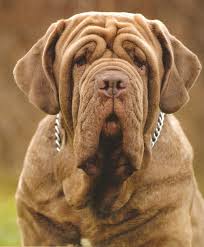 Top 10 mastiff dog breeds 10. 130 Best Neapolitan Mastiff Dog Names The Paws