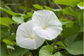 Image result for Ipomoea marginata