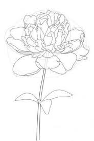 Pfingstrose Zeichnen Blumen Zeichnung Dekoking Com 1 Blumen Pfingstrose Zeichnen Zeichnungdekok Blumen Zeichnen Pfingstrosen Zeichnung Blumen Zeichnung