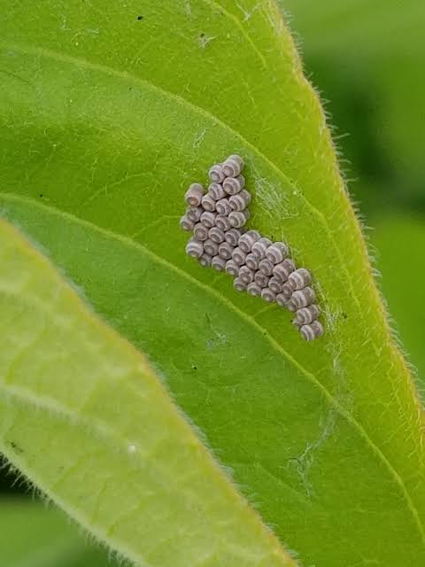 Stink bugs- have you seen me? - Urban IPM