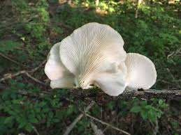 Check spelling or type a new query. Mushroom Cultivation Choose Right Varieties To Eat Safe Mushroom Cultivation Oyster Mushroom Mushroom Farming Edible Mushrooms Mushrooms For Farming