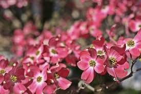 They flower, develop, and drop their seeds, and a new generation of plants as the leaves unfurl in spring, they have a purplish cast before turning green. 11 Pink Flowering Trees For Your Yard