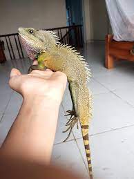 Örneğin benim iguanamin tuvalet eğitimi var veya benim odamdan. Chinese Water Dragon On Hand In 2021 Chinese Water Dragon Water Dragon Reptiles Pet