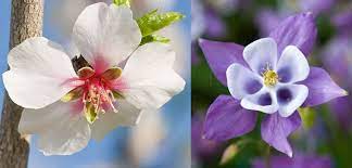(5) among the greeks, the lion may have also symbolized power and strength as noted in some of the fables of the famed greek storyteller, aesop. Flowers That Symbolize Hope And Strength