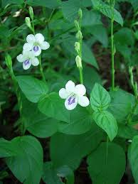 Image result for Asystasia intrusa