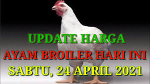 Daftar sekarang informasi harga ayam broiler hari ini mitra peternakan memahami perlunya informasi ini di ketahui oleh para pelaku peternakan yang ada di daftar harga ayam broiler dibawah ini meliputi daerah, cirebon, kuningan, indramayu, majalengka, tasikmalaya dan sekitarnya. Harga Ayam Broiler Hari Ini Sabtu 24 April 2021 Youtube