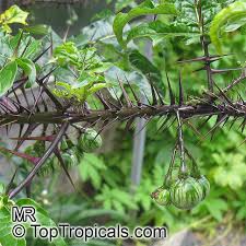 Image result for Solanum torreanum