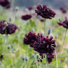 Image result for Papaver somniferum Black