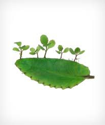 Image result for Bryophyllum