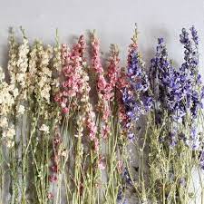 Pittsburgh Based Dried Flower Shop Specializing In Wreaths Arrangements And Gifts Free Shipping On All Orders O Larkspur Flower Flower Farm Flowers For Sale