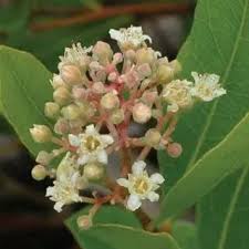 Image result for Ficalhoa laurifolia