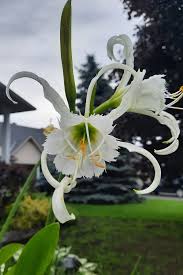 Image result for Ismene narcissiflora