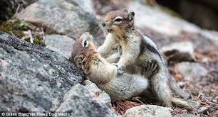 Although rarely seen during the winter, squirrels do not hibernate. Some Fascinating Facts About Where Squirrels Live