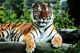 Maybe you would like to learn more about one of these? Mimpiku Mimpi Anakku Harimau Hendricus Widiantoro