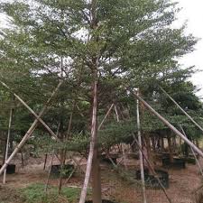Image result for Terminalia neotaliala