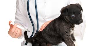 Our services and facilities are designed to assist in routine preventive. Pet Health Clinic In Daleville Va Connect2local
