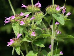 Image result for Clinopodium simense