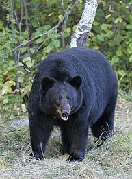 american black bear wikipedia