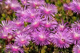 Image result for Lampranthus spp.
