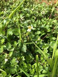 Image result for Nasturtium microphyllum