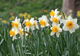 We did not find results for: 10 Spring Plants That Are Dangerous For Dogs And Cats