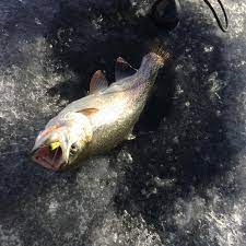 Small Water Tactics For Rainbows Browns Brookies And More Outdoors Unlimited Media And Magazine Salt Water Fishing Fish Salt And Water