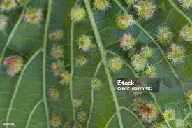 Image result for Colomerus vitis