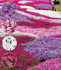 Phlox Mix Flowers Of The Sea Top Qualitat Baldur Garten