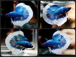Betta Fish Betta Fish Ideas Bettafish Fishbetta Live Betta Fish Juvenile Metallic Blue Red Butterfly Rthm Rosetail H Betta Fish Betta Siamese Fighting Fish