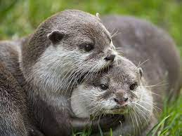 Otter Holds Her Friend Close The Daily Otter Otters Cute Otters Hugging Cute Animals