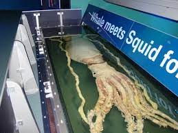 These squid have been reported frequently in the. Datei Giant Squid Melbourne Museum Jpg Wikipedia