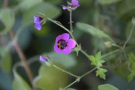 Image result for Geranium ocellatum