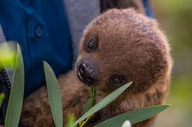 A Baby Linne S Two Toed Sloth Recently Received Its First Health Check At The San Diego Zoo Learn More And S Baby Zoo Animals Baby Sloth Baby Animals Pictures