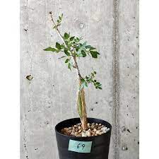 植物】ブルセラ・ファガロイデス【B69】 Bursera fagaroides :plants220707b69:プラント ブラザーズ - 通販 -  Yahoo!ショッピング
