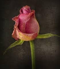It was released in october 1988 as the third single from poison's second album open up and say. Every Rose Has Its Thorn Every Rose Has Its Thorn Poison W Flickr