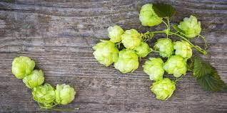 Azacca Hops The Fruity Hop Variety That Demands Respect