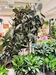 Image result for Ficus elastica