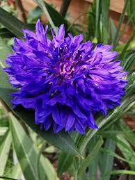 Maybe you would like to learn more about one of these? Wild Flower Tumblr Posts Tumbral Com