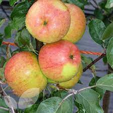 'kent' was selected in coconut grove, florida in 1945. Winter Gem Apple Buy Online Fruit Trees