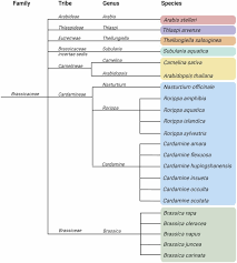 Image result for Rorippa nudiuscula