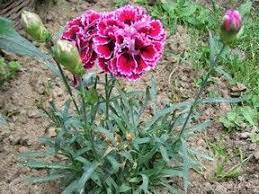 Edible Flowers 10 Flowers You Can Eat Flower Seeds Dianthus Flowers Bonsai Flower